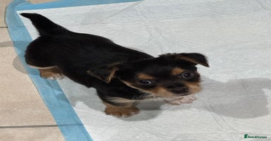 Chorkie dogs - Advert 9