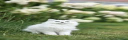 Scottish Fold cats for sale: Adorable Scottish Kittens Available in Bedford - Advert 9