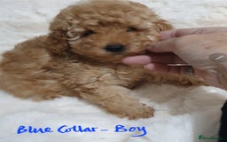Toy Poodle dogs for sale: Pedigree Toy poodle puppies ready this weekend - Image 11