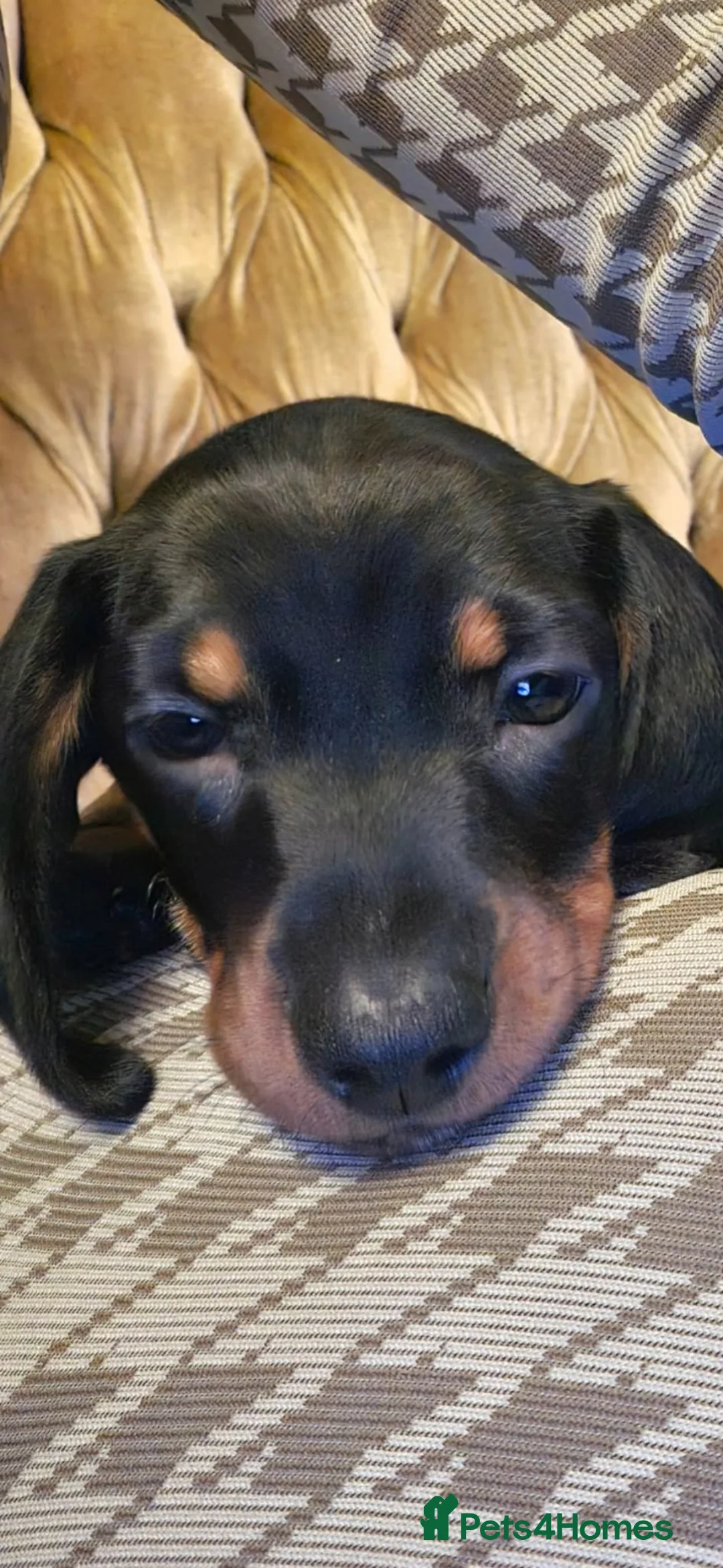 Dachshund dogs for sale: Short-legged Dachshund medium-sized - Advert 2