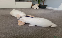 Coton De Tulear dogs for sale: Gorgeous puppies 🐶 KC registered - Image 10