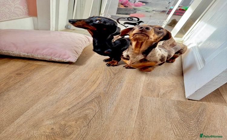 Miniature Dachshund dogs in Accrington - Advert 4