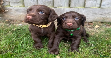 Cocker Spaniel dogs - Advert 2