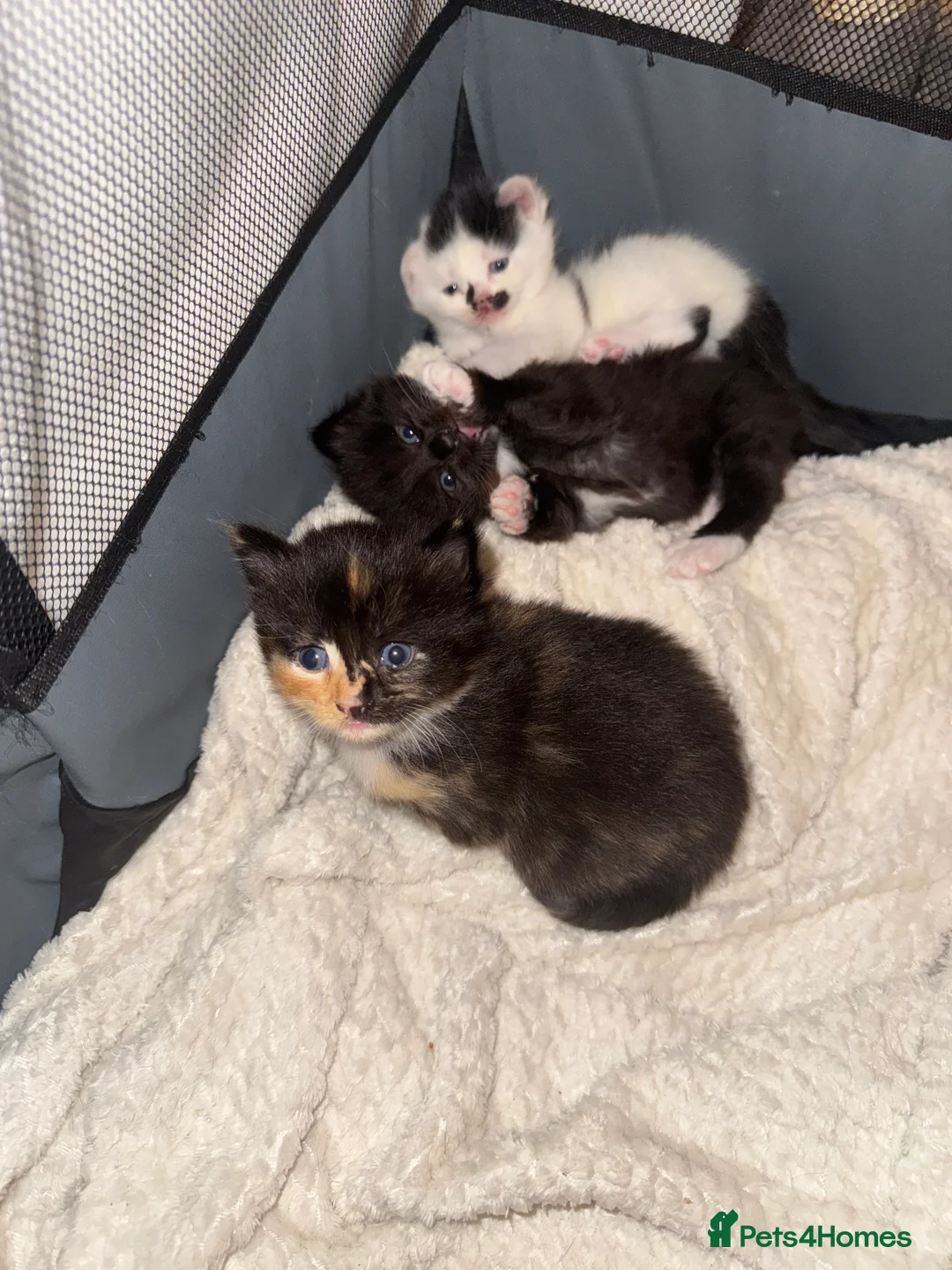 Mixed Breed cats for sale: 3 beautiful kittens  in London - Advert 9