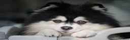 Pomsky dogs for sale: Gorgeous Heavenly Pomskies  - Advert 6