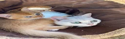 British Longhair cats for sale: 2 HANDSOME BLUE EYED BOYS - Advert 4