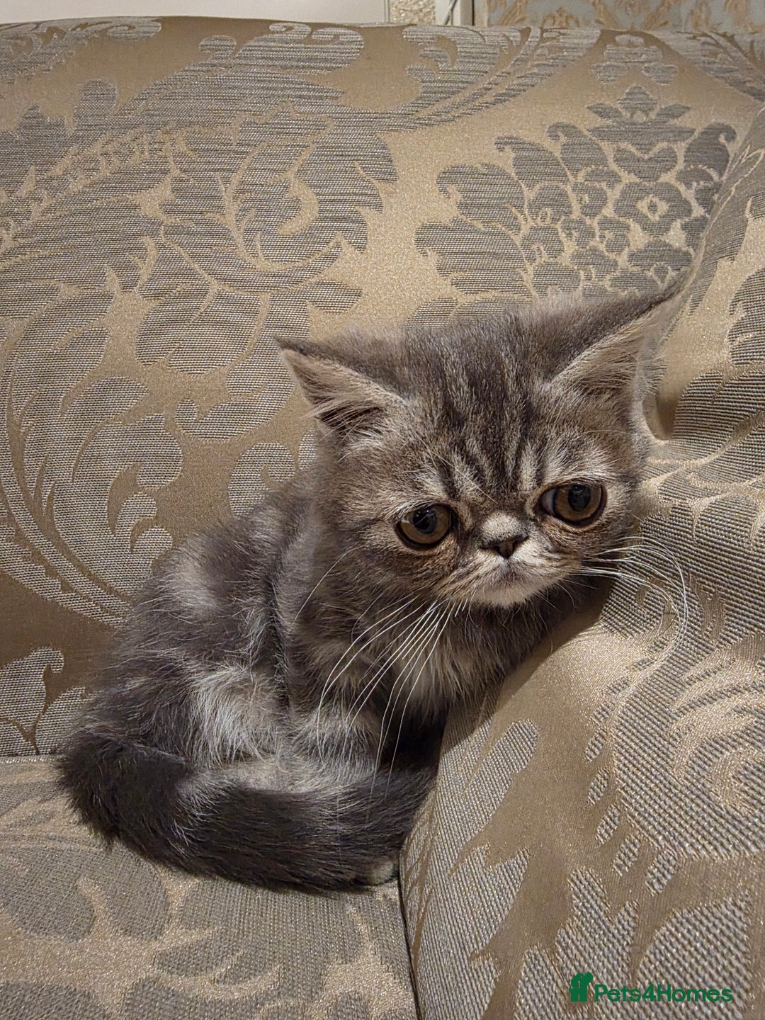 Exotic cats for sale: Super high quality Exotics - TICA reg pedigree - Image 19