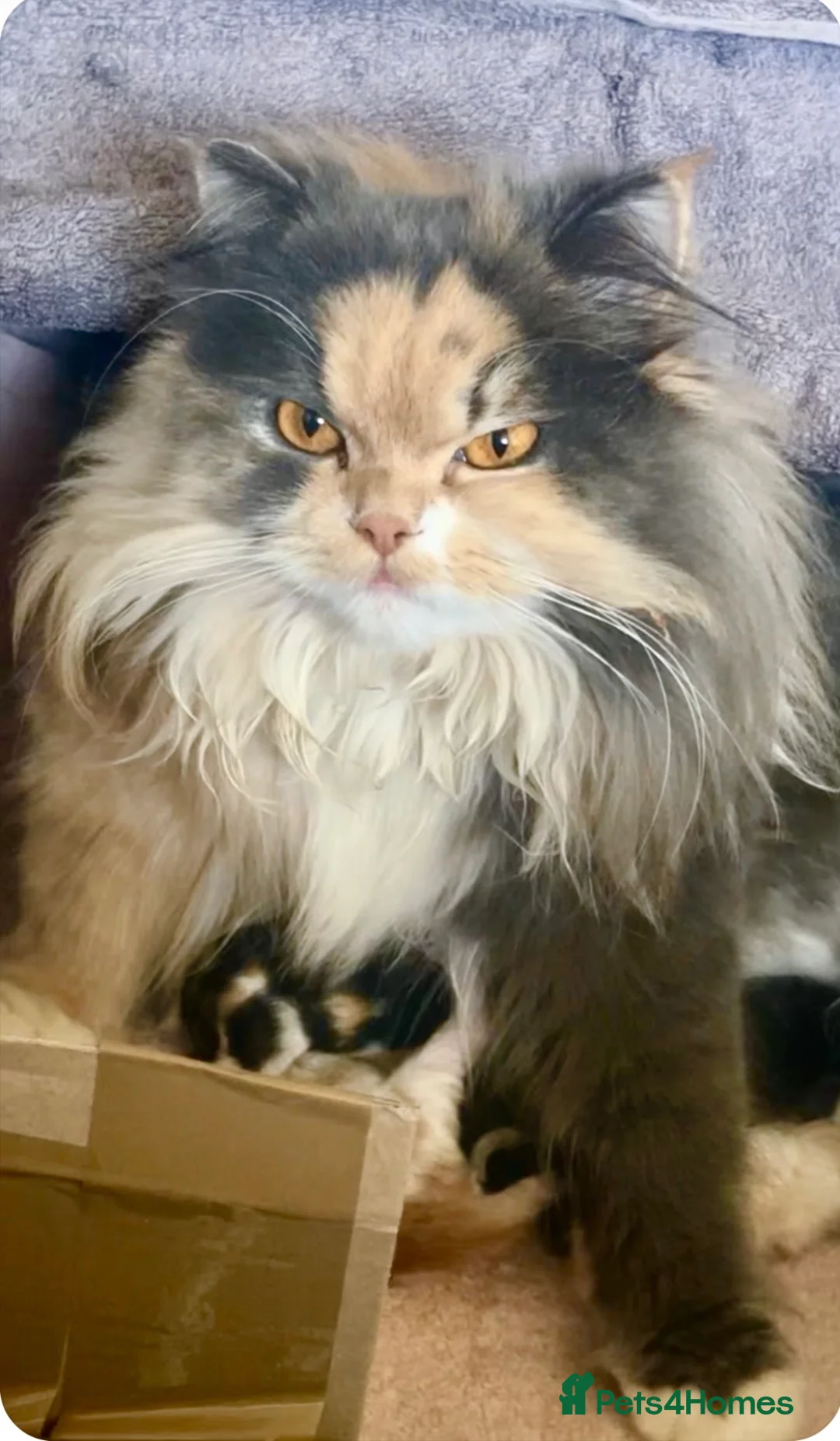 British Longhair cats for sale: 🐈‍⬛ British Longhair Mix Brother & Sister 🐈‍⬛  - Advert 2