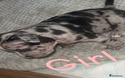 Mixed Breed dogs for sale: Pocket bully’s x staff pups  - Image 2