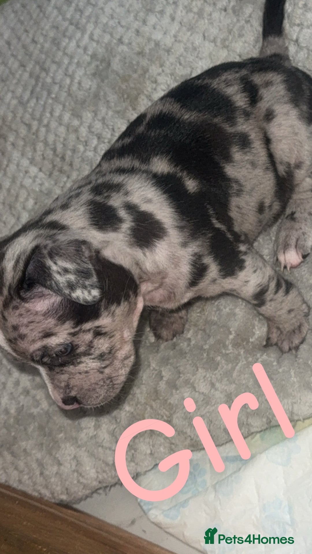 Mixed Breed dogs for sale: Pocket bully’s x staff pups  - Image 2