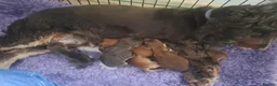 Cocker Spaniel dogs for sale: Gorgeous Show Type KC Cocker Spaniel Pups - Advert 9