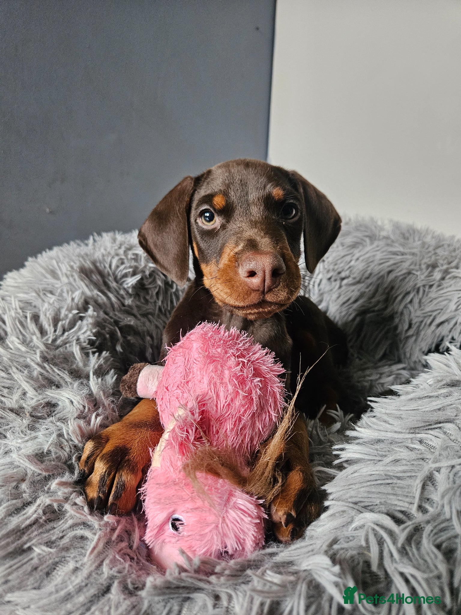 Dobermann dogs 🐾 Doberman Puppies – Waiting List Now Open 🐾 - Advert 2