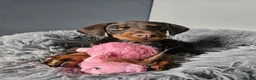 Dobermann dogs for sale: 🐾 TOP QUALITY DNA & CHAMPION LINES🐾 - Advert 3