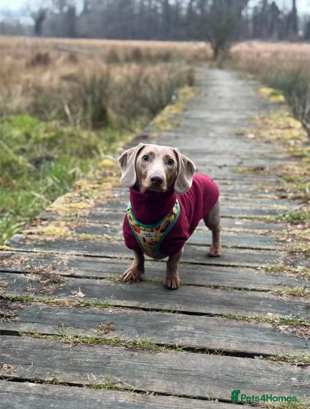 Miniature Dachshund dogs for stud: Isabella miniature dachshund (stud) - Advert 7