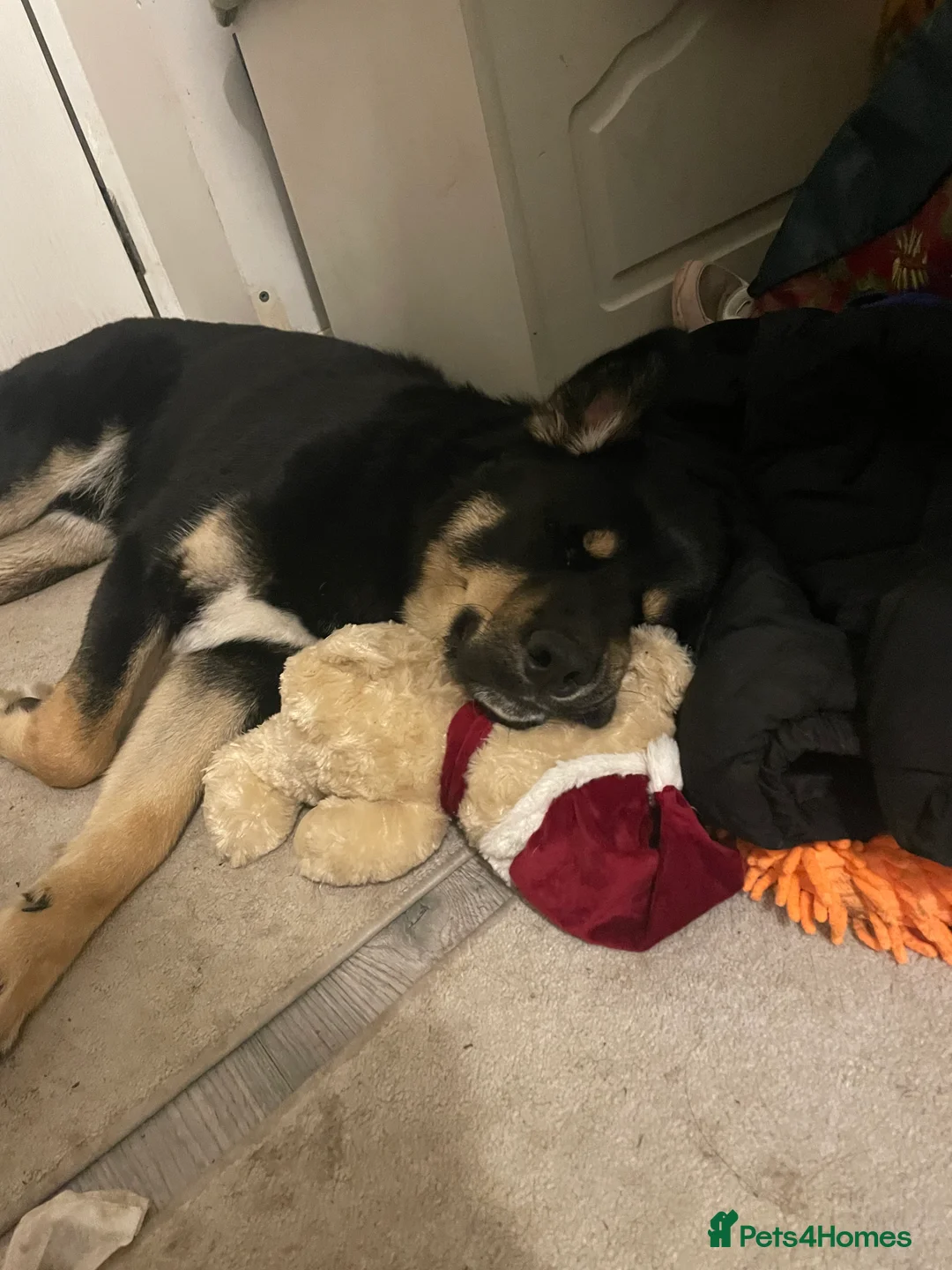 Mixed Breed dogs for sale: Remaining Male Puppy needs rehoming!  - Advert 7