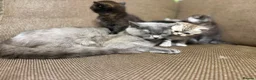 Exotic cats for sale: British short hair cross Persian  - Advert 14