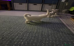 Ragdoll cats for sale: Ragdoll x British short hair kittens for sale  - Image 10