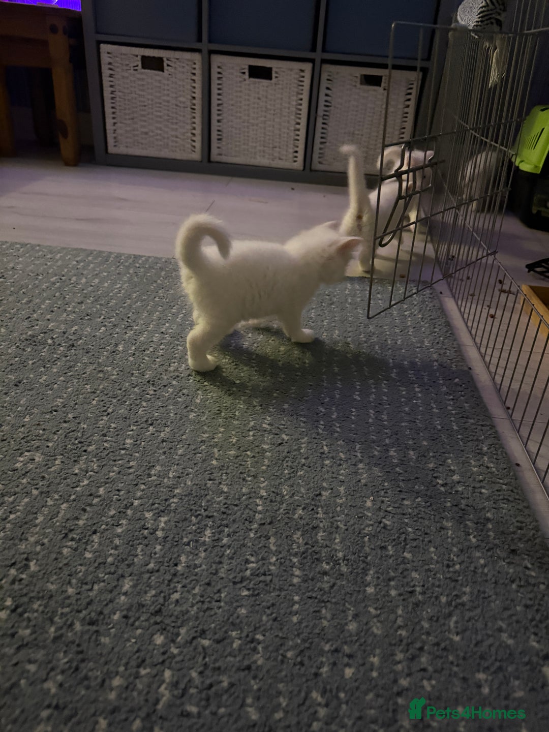Ragdoll cats for sale: Ragdoll x British short hair kittens for sale  - Image 10