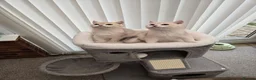 British Shorthair cats for sale: Blue golden chinchila! READY TO GO! - Advert 17