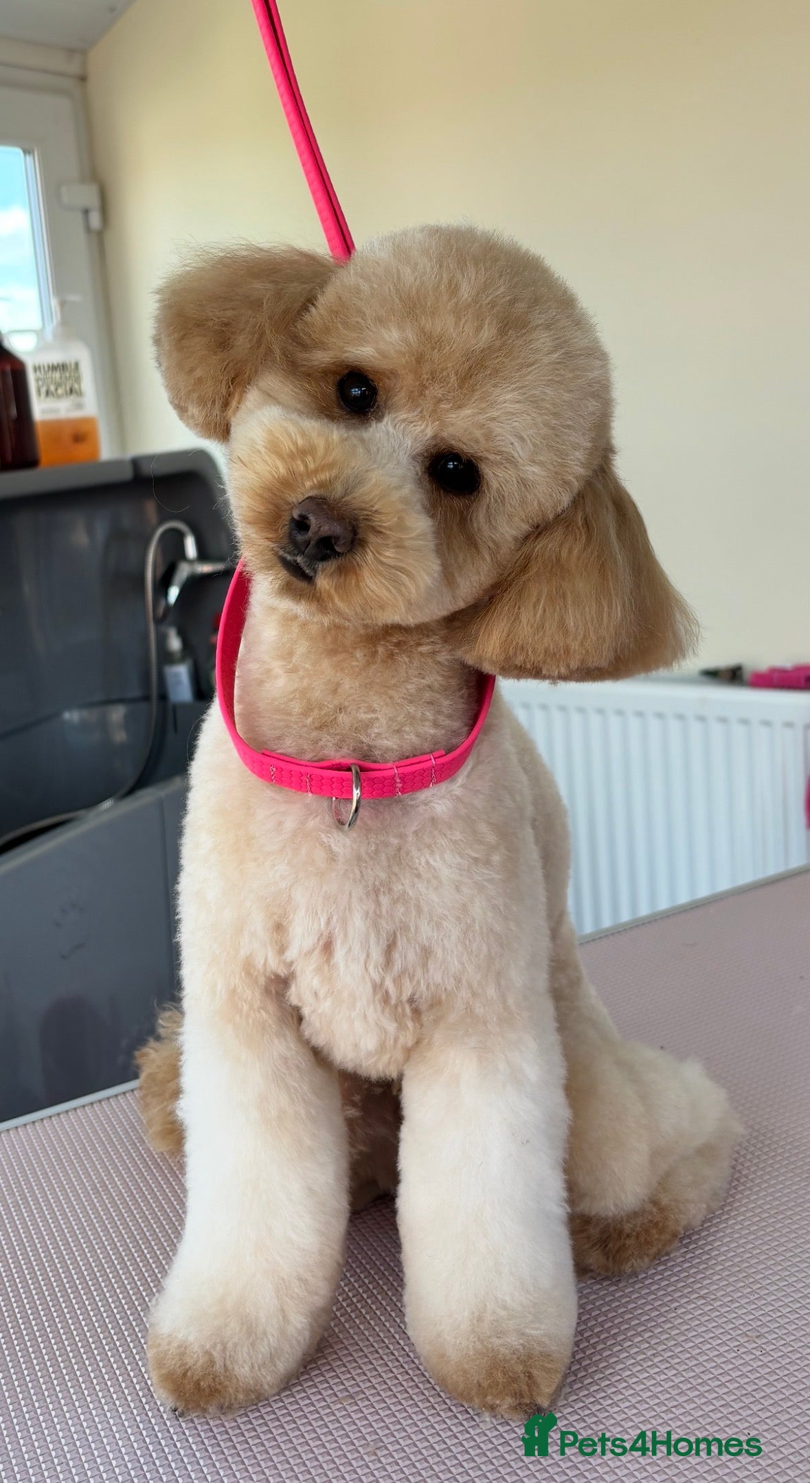 Miniature Poodle dogs Proven - KC REG MINIATURE POODLE STUD 🐩🐾 in Doncaster - Advert 5