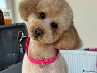 Miniature Poodle dogs Proven - KC REG MINIATURE POODLE STUD 🐩🐾 in Doncaster - Advert 13
