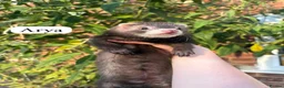 Ferret rodents for sale: ANGELICFERRETS. ONLY 4 JILLS LEFT. READY NOW - Advert 10