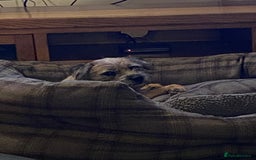 Border Terrier dogs for sale: GORGEOUS BORDER TERRIER GIRLS - Advert 1