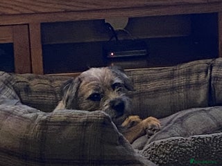 Border Terrier dogs for sale: GORGEOUS BORDER TERRIER GIRLS - Advert 1