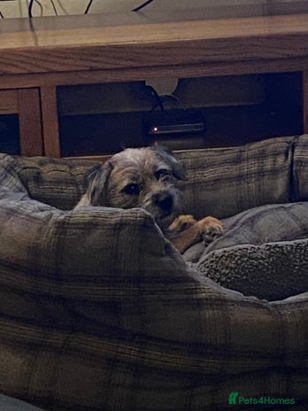 Border Terrier dogs GORGEOUS BORDER TERRIER GIRLS - Advert 2