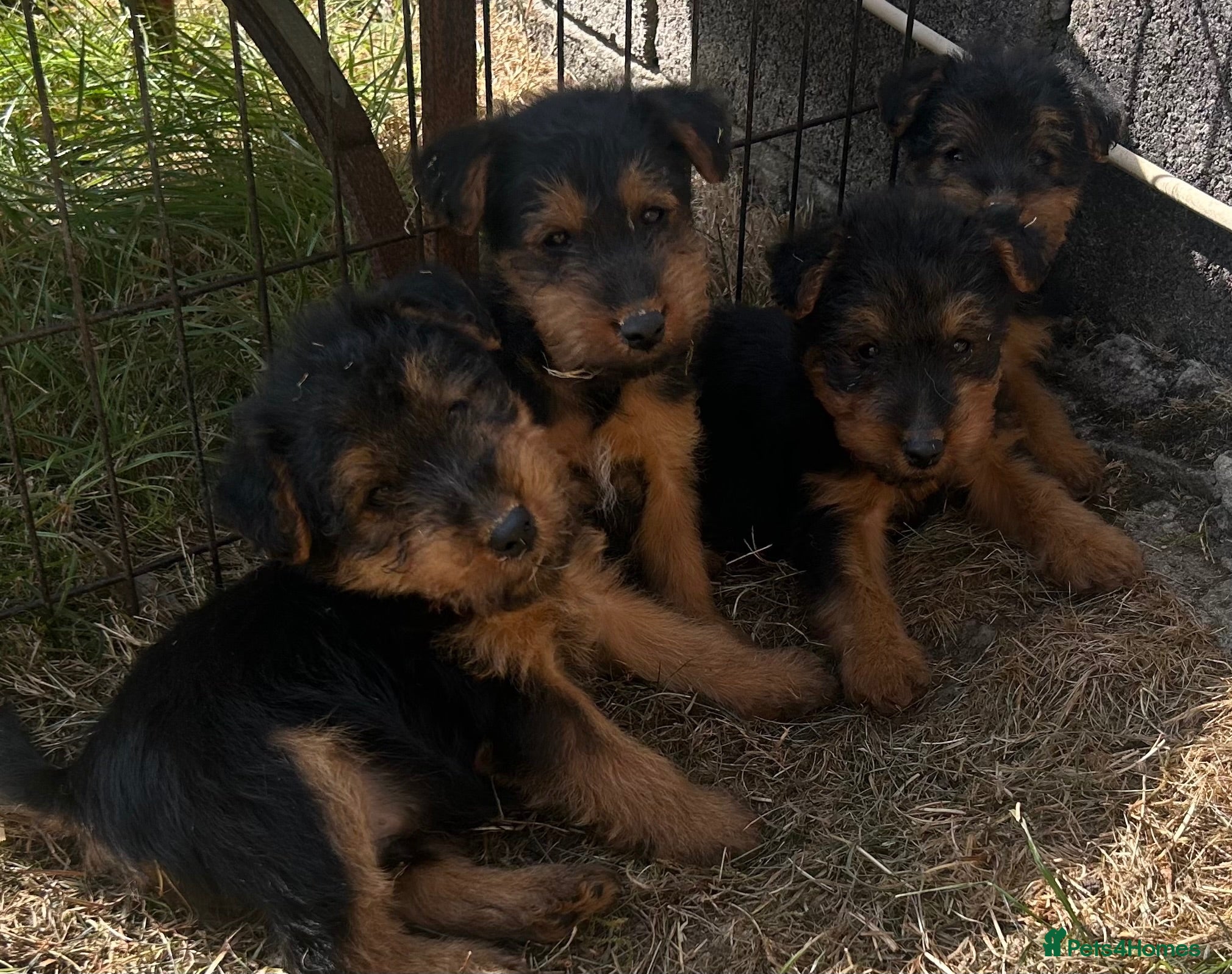 Welsh Terrier dogs Gorgeous Welsh Terrier Puppies - Advert 1