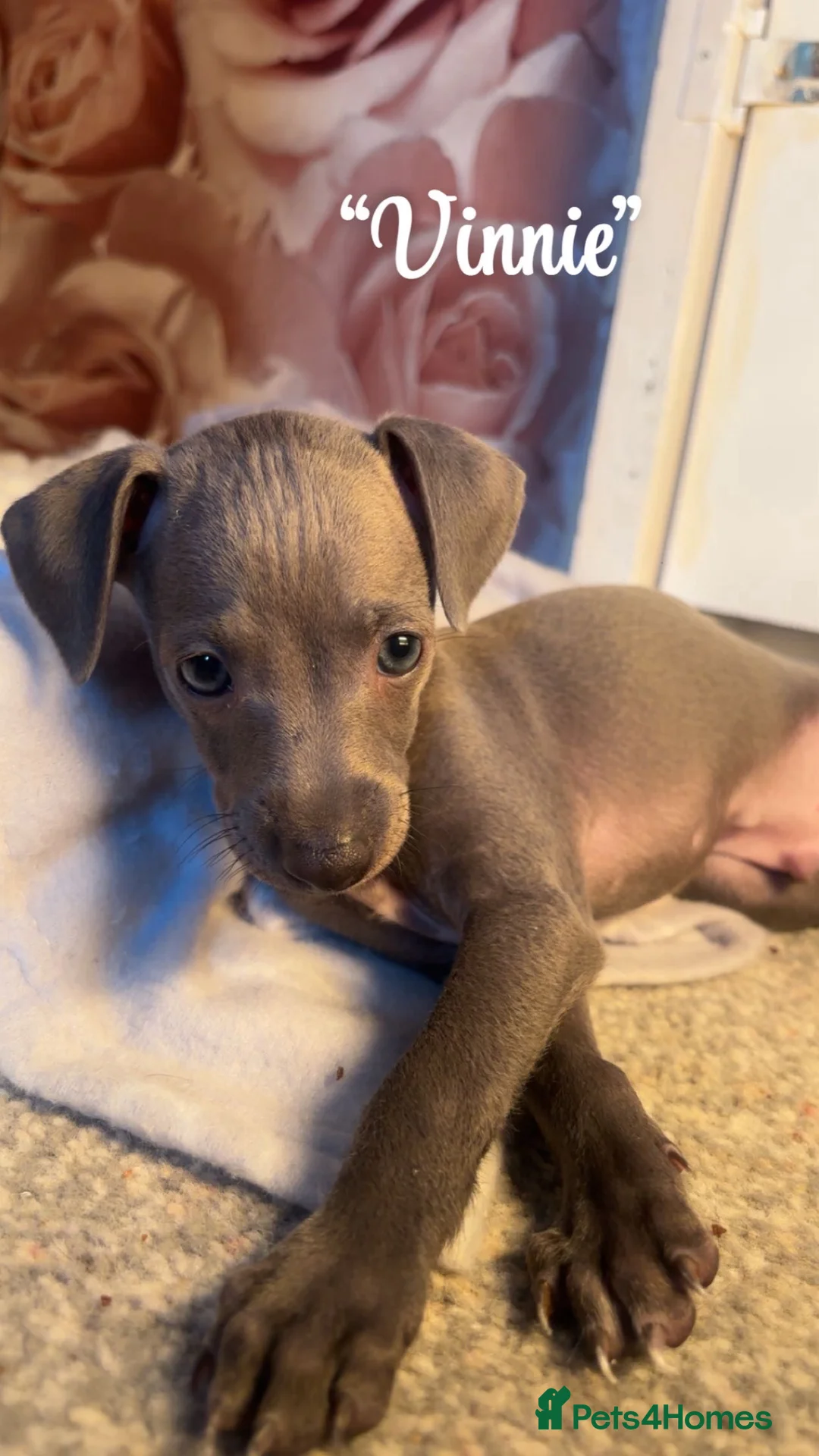 Italian Greyhound dogs for sale: 3 stunning Italian greyhounds ready to leave now❤️ in Bradford - Advert 1