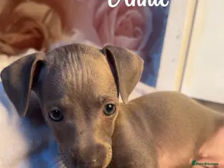 Italian Greyhound dogs 3 stunning Italian greyhounds ready to leave now❤️ - Advert 17