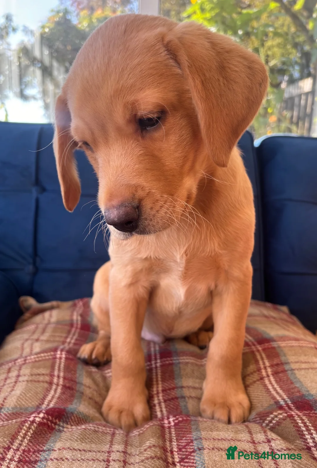 Labrador Retriever dogs for sale: STUNNING DARK YELLOW BOY, PASSED VET CHECK & READY - Advert 10