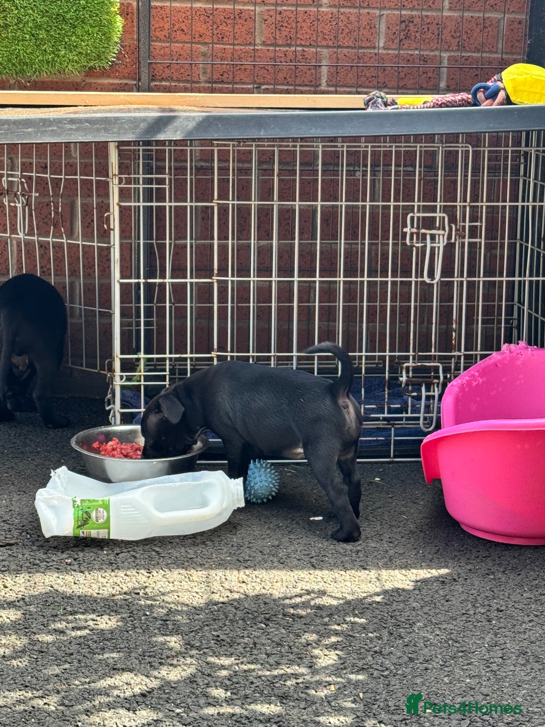 Staffordshire Bull Terrier dogs for sale: Quality Black to blue Staffordshire bull terrier - Image 26