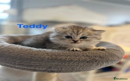 Persian cats for sale: **ALL SOLD** 5 Beautiful Persian Kittens in Doncaster - Image 5