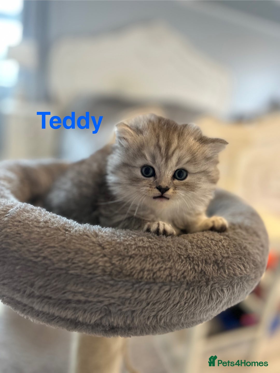 Persian cats for sale: **ALL SOLD** 5 Beautiful Persian Kittens in Doncaster - Image 5
