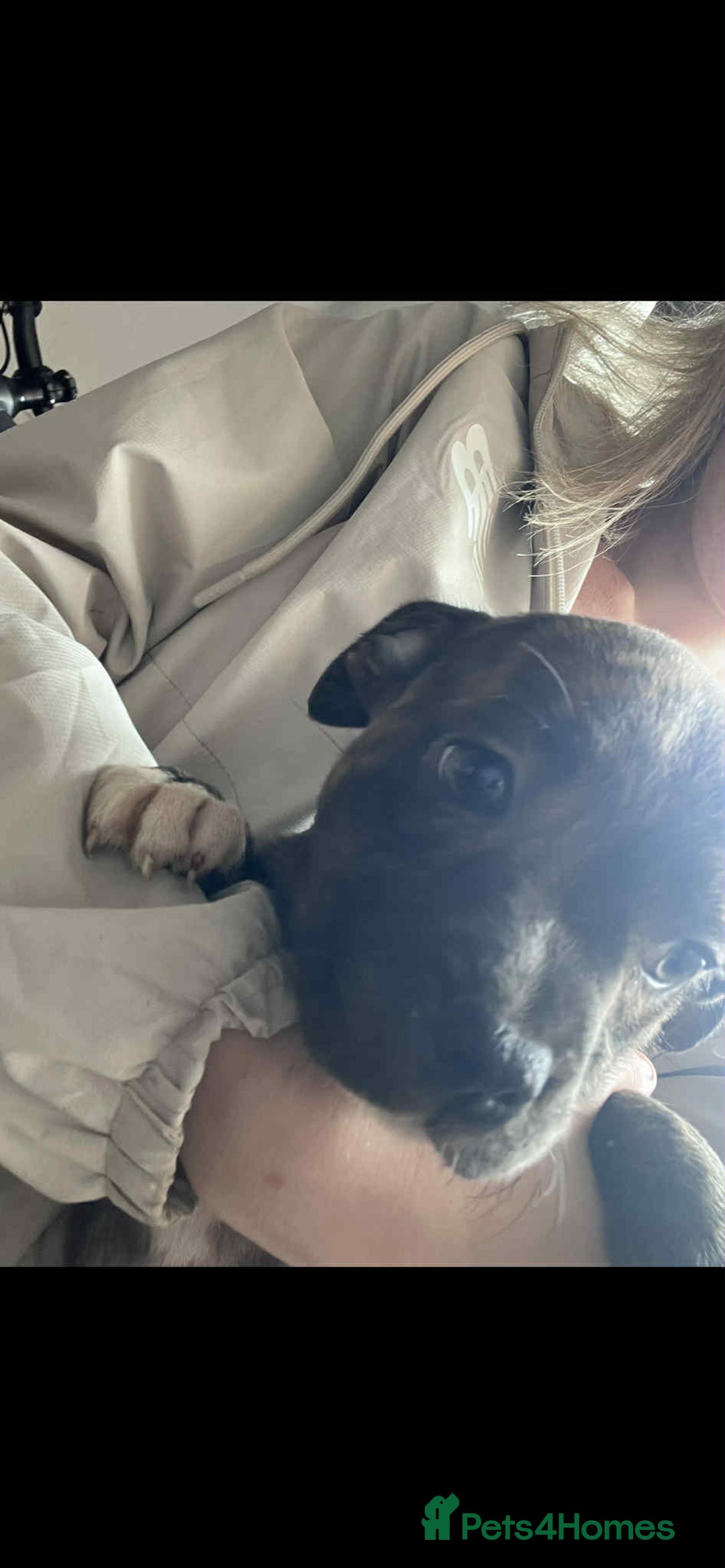 Staffordshire Bull Terrier dogs for sale: Staffy Babies Ready to leave - Image 15