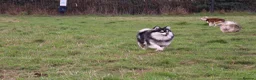 Pomsky dogs for sale: Pomsky litter coming - Advert 2