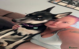 Siberian Husky dogs for sale: Husky - Image 3