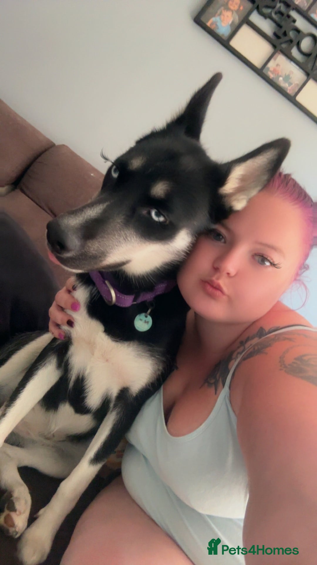 Siberian Husky dogs for sale: Husky - Image 3