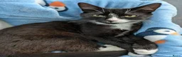 Mixed Breed cats for adoption: TOBY. - Advert 3