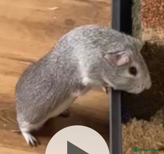 Guinea Pig rodents Two male guinea pigs  - Advert 5