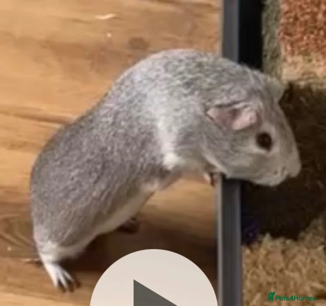 Guinea Pig rodents for sale: Two male guinea pigs  - Advert 2