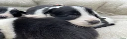 Border Collie dogs for sale: Beautiful Border Collie Puppies in Grassington - Advert 12