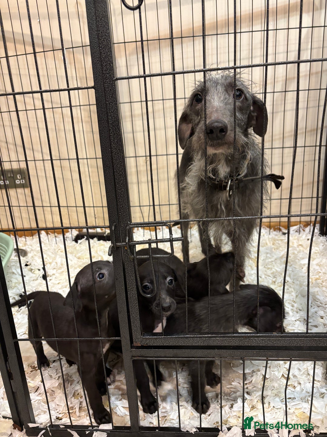 Mixed Breed dogs for sale: Bedlington whippet lurcher pups for sale  - Advert 2