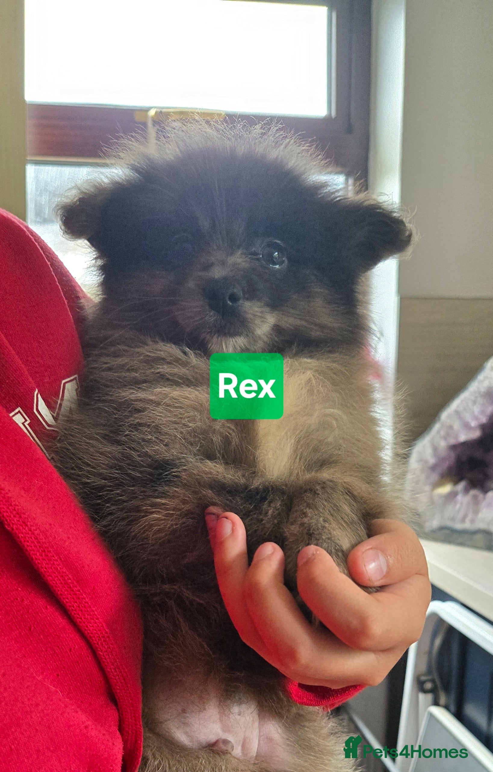 Pomeranian dogs  3 gorgeous pomeranian puppies available  - Advert 2