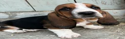 Basset Hound dogs for sale: KC Registered Basset Hound puppy for sale - Advert 14