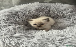 Ragdoll cats for sale: 7 Ragdoll kittens  - Image 4
