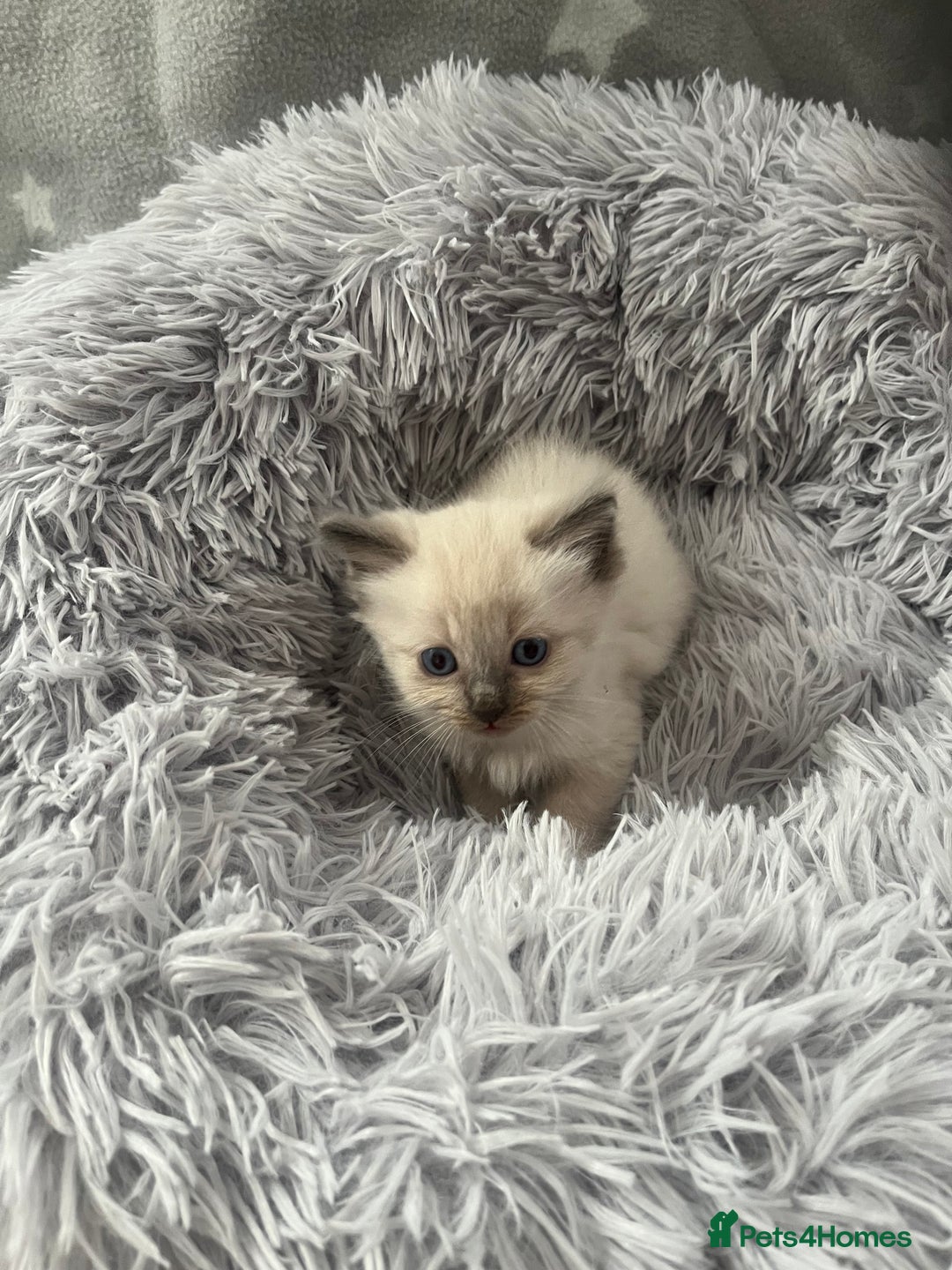 Ragdoll cats for sale: 7 Ragdoll kittens  - Image 4