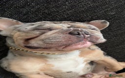 French Bulldog dogs for stud: Mixed Merle French Bulldog Stud - Image 3